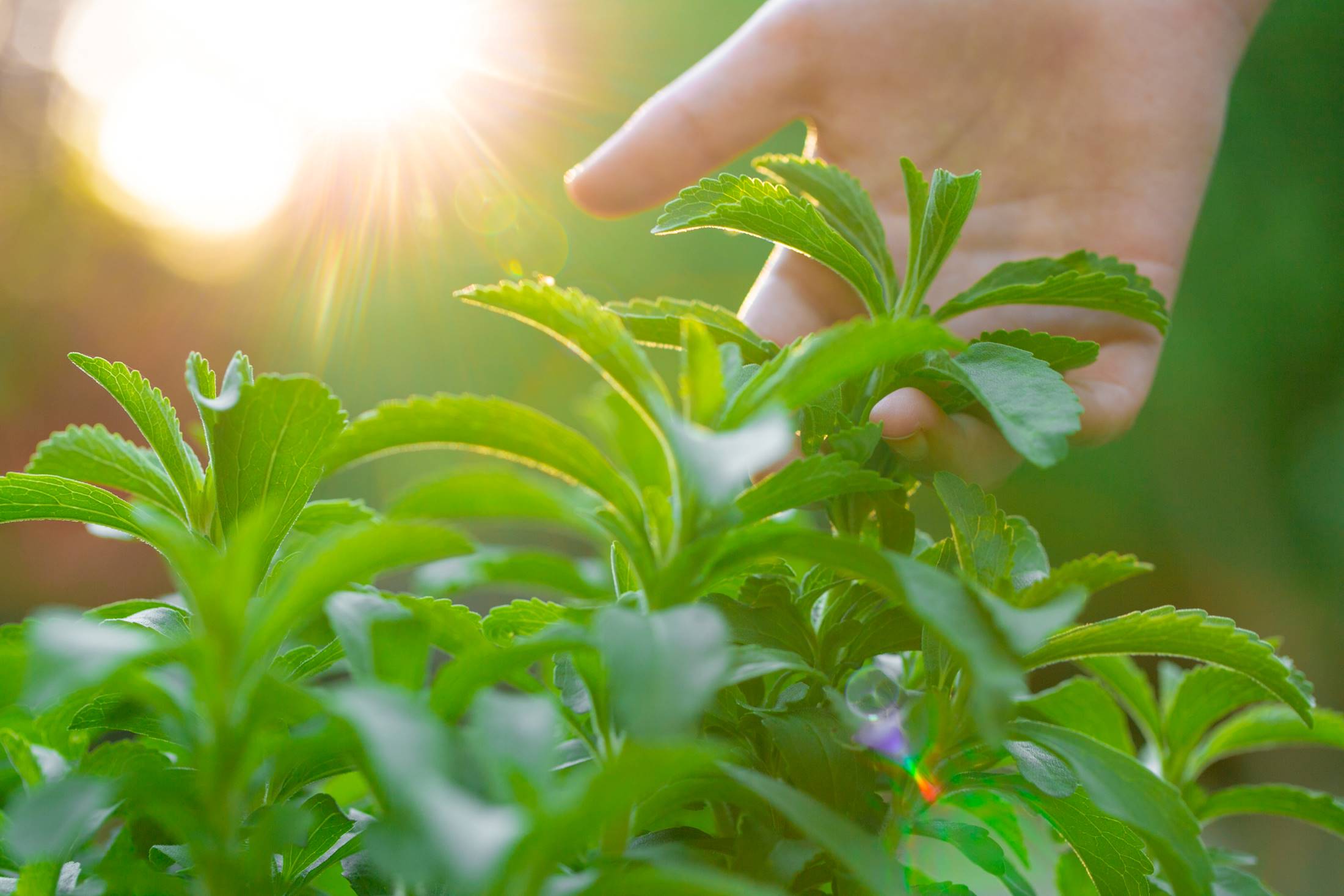 Close up de persona tocando planta de stevia