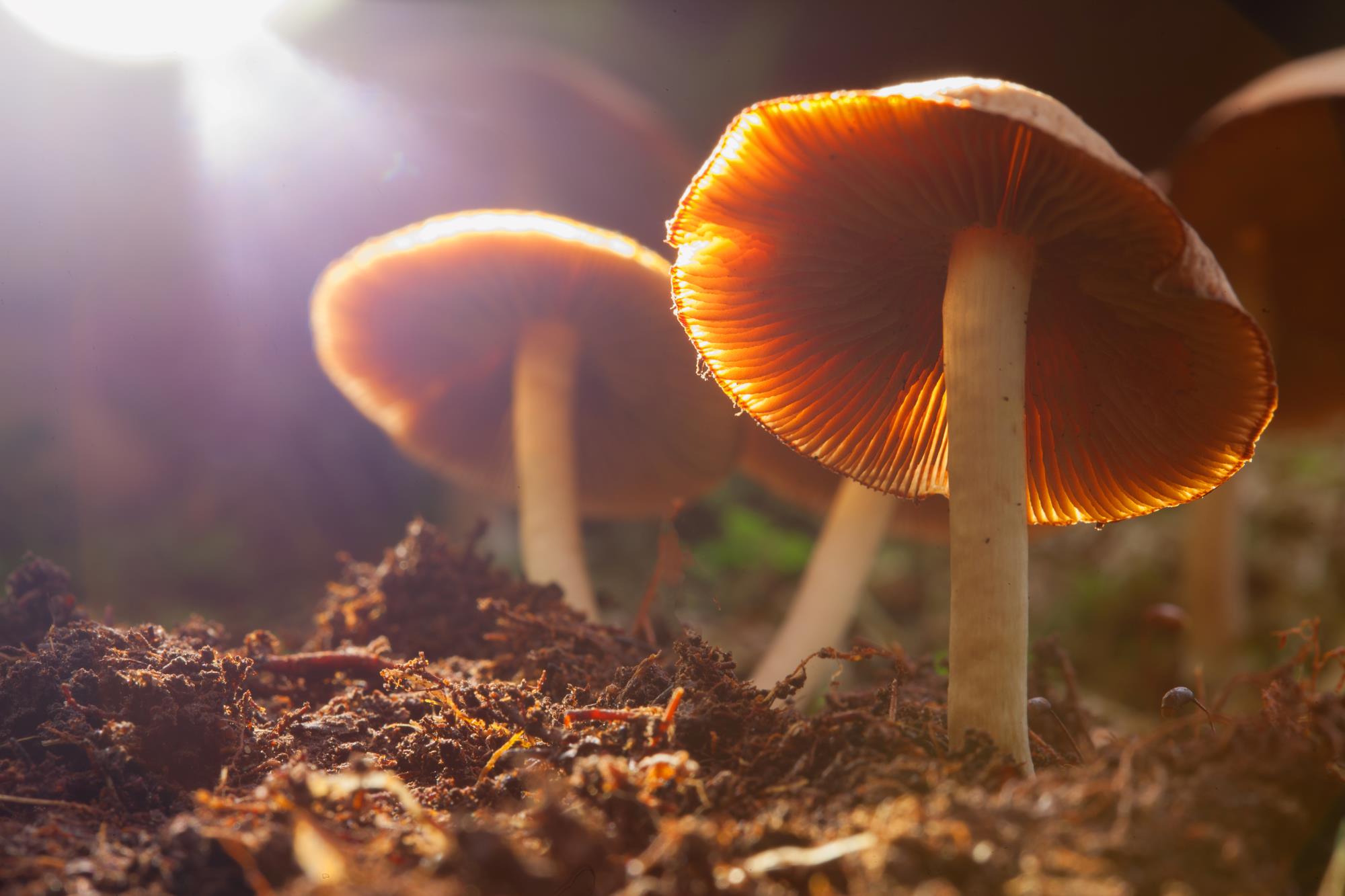 Adaptógenos hongos y plantas para la ansiedad, depresión y estrés