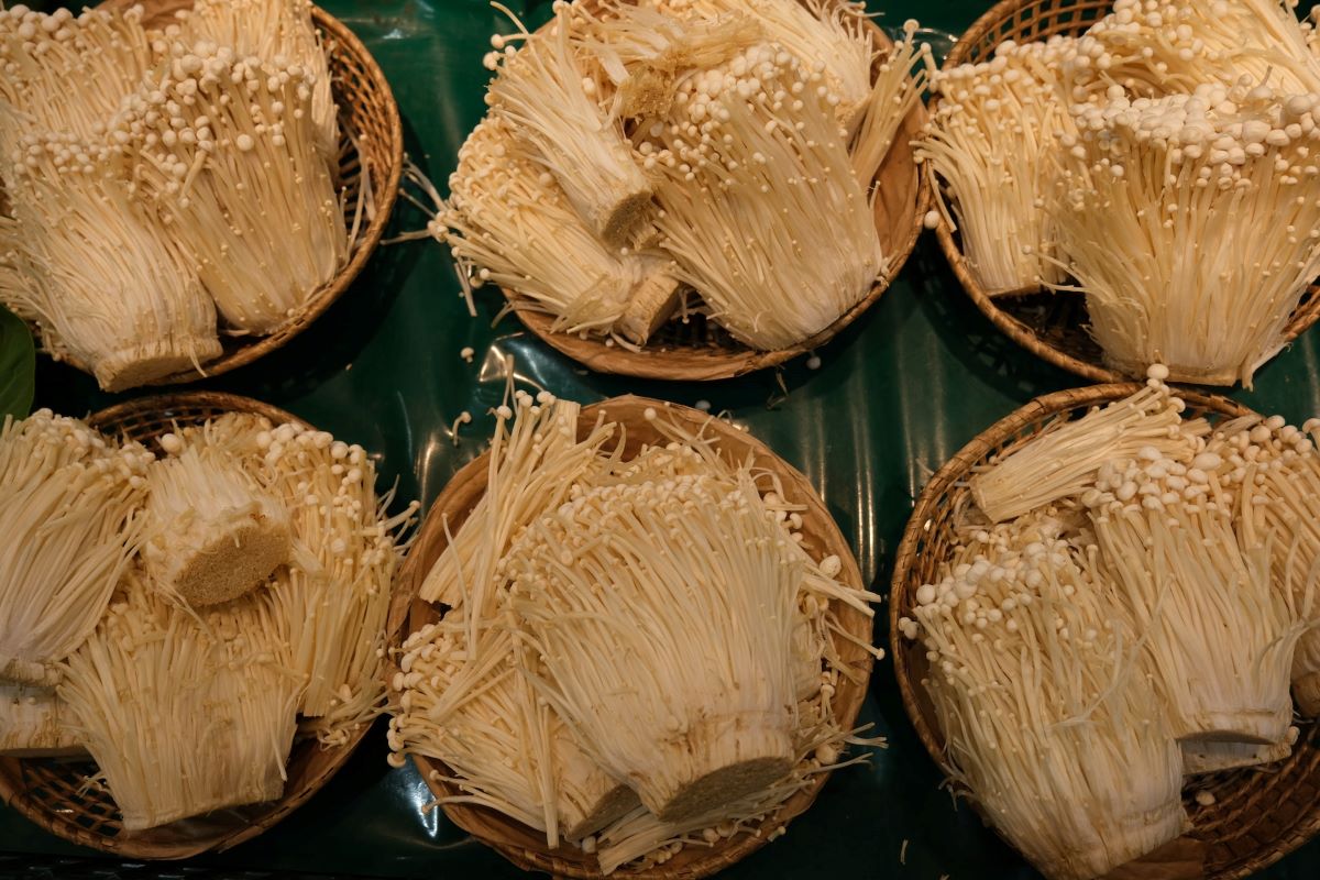 Adaptógeno Enoki natural