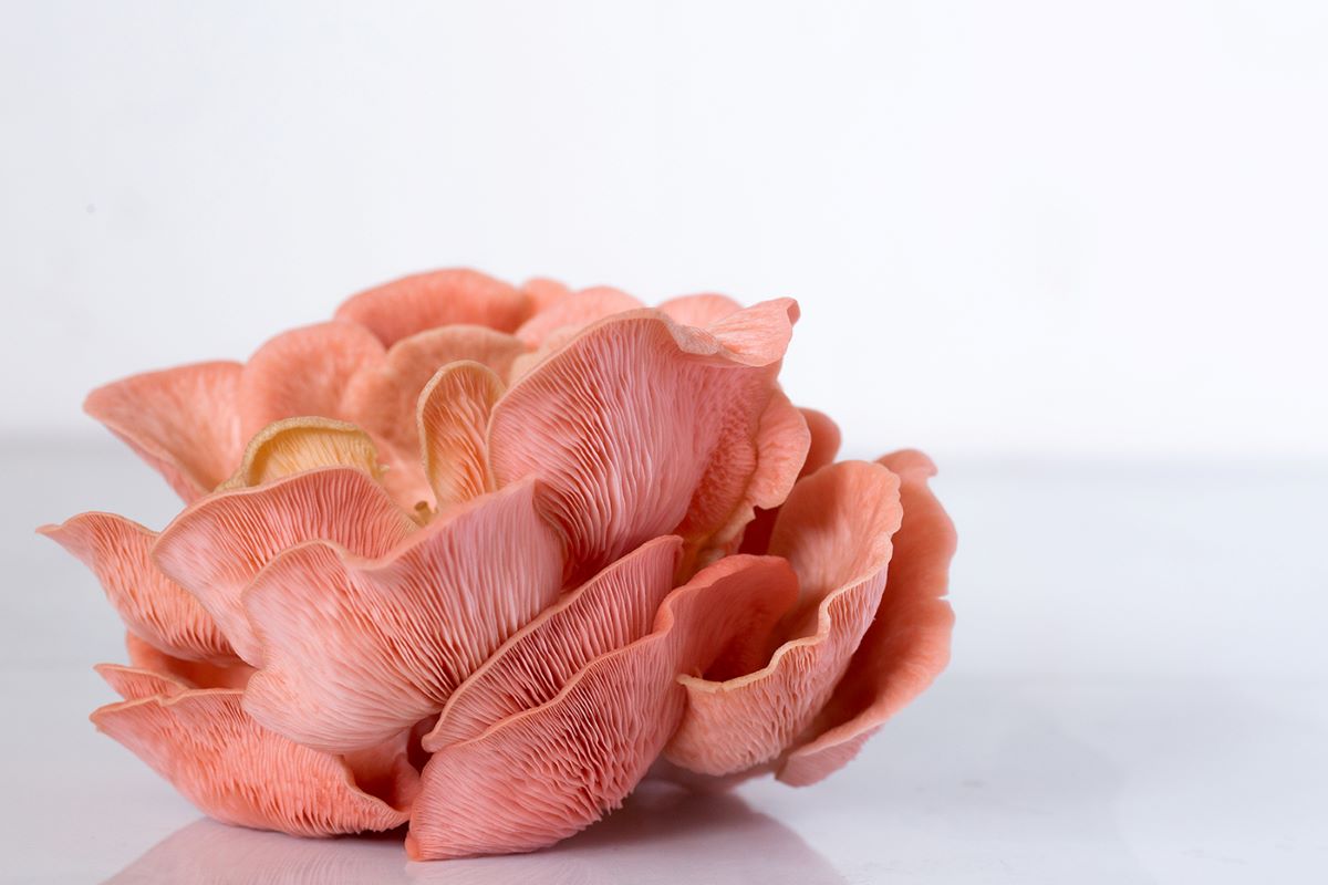 Adaptógenos Oyster Mix hongos y plantas para la ansiedad, depresión y estrés