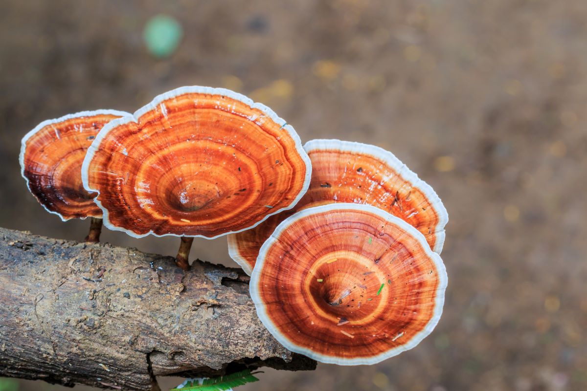 Adaptógeno Reishi natural
